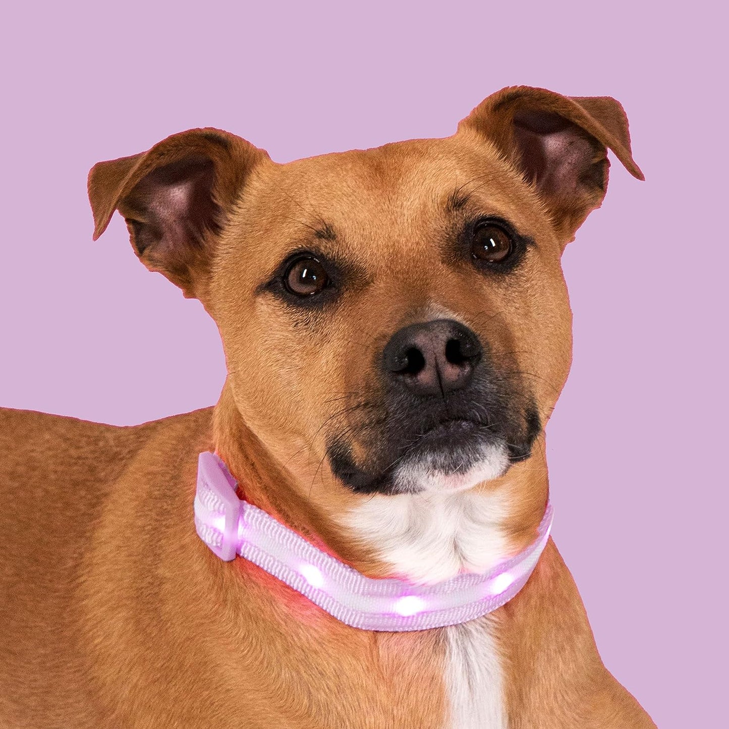 Zelpivo™ LED Light-Up Dog Collar – USB Rechargeable & Waterproof