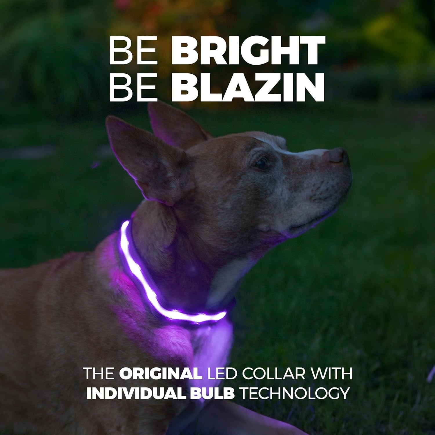 Zelpivo™ LED Light-Up Dog Collar – USB Rechargeable & Waterproof