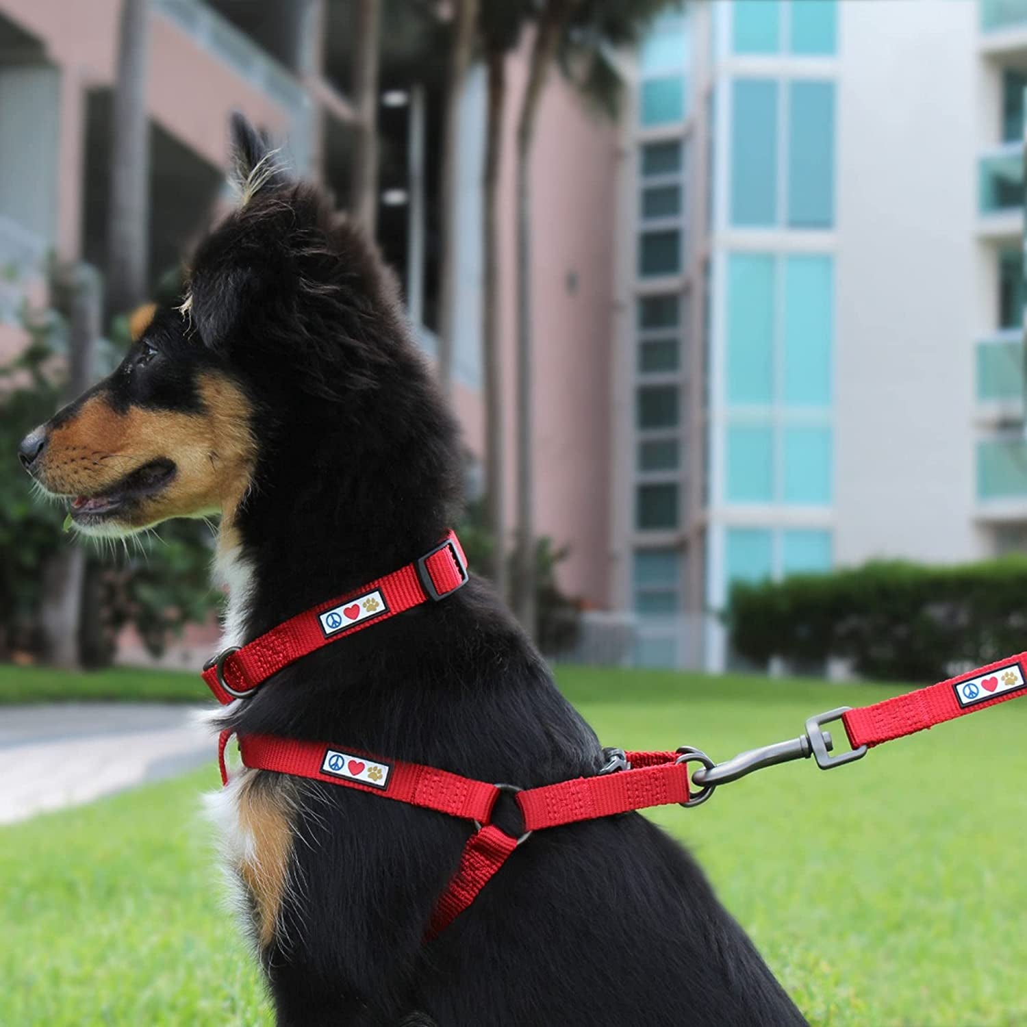 Durable 6 Ft Green Nylon Dog Leash with Custom Name and Phone Embroidery for Medium and Large Breeds