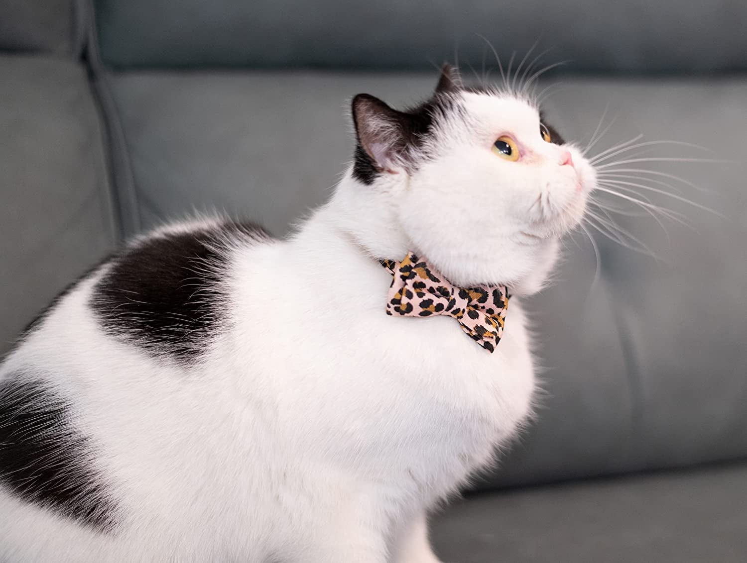 Adjustable Breakaway Cat Collar Set with Bell and Detachable Bowtie - Pink Leopard & Solid Pink for Kittens and Puppies