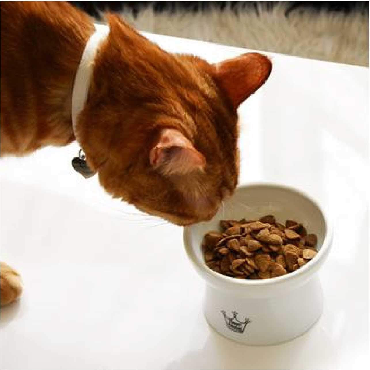 Necoichi Elevated Ceramic Cat Food Bowl – Ergonomic Design for Whisker and Neck Comfort, Dishwasher and Microwave Safe, Non-Slip and Anti-Vomiting (Cupcake, Regular)